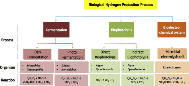 produçãoBiologicaDeHidrogenio